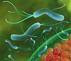 pylori