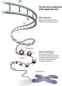 epigenetics